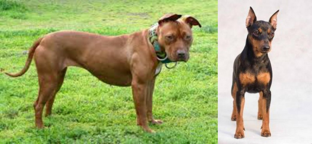 Miniature Pinscher vs American Pit Bull Terrier - Breed Comparison