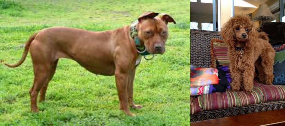 Miniature Poodle vs American Pit Bull Terrier - Breed Comparison