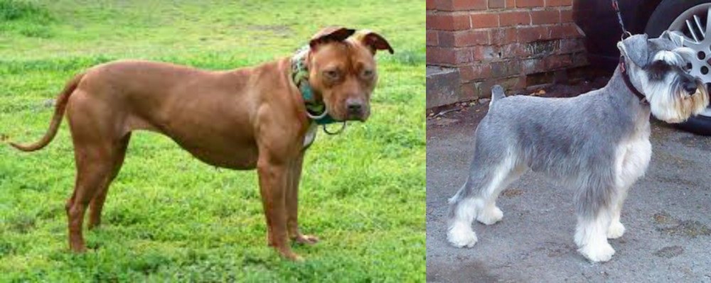 Miniature Schnauzer vs American Pit Bull Terrier - Breed Comparison