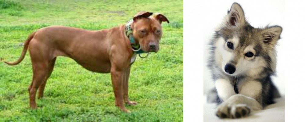 Miniature Siberian Husky vs American Pit Bull Terrier - Breed Comparison