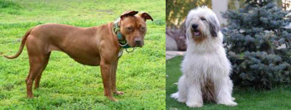Mioritic Sheepdog vs American Pit Bull Terrier - Breed Comparison