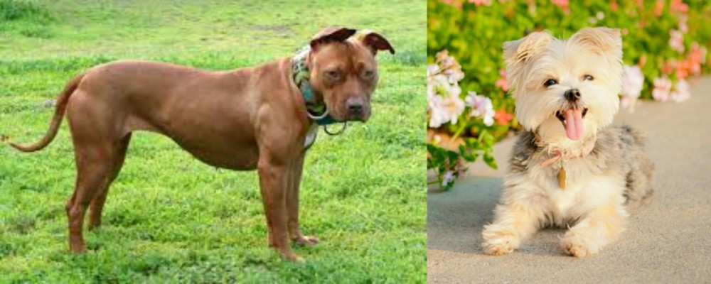 Morkie vs American Pit Bull Terrier - Breed Comparison
