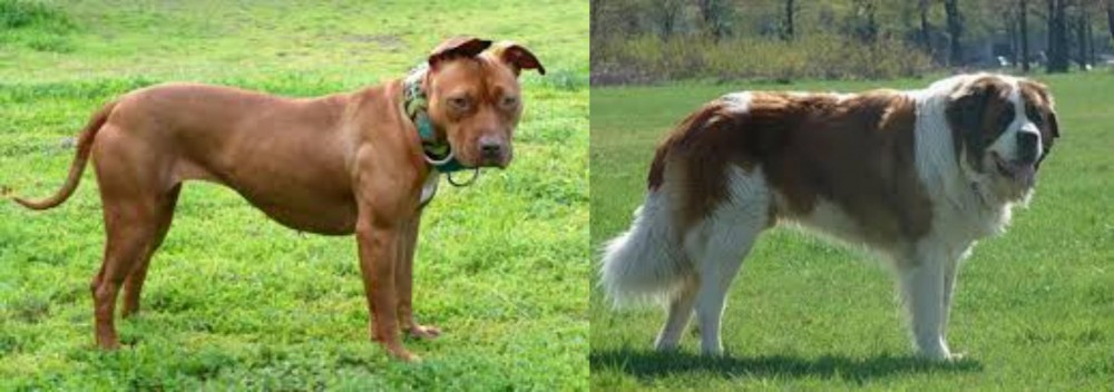 Moscow Watchdog vs American Pit Bull Terrier - Breed Comparison