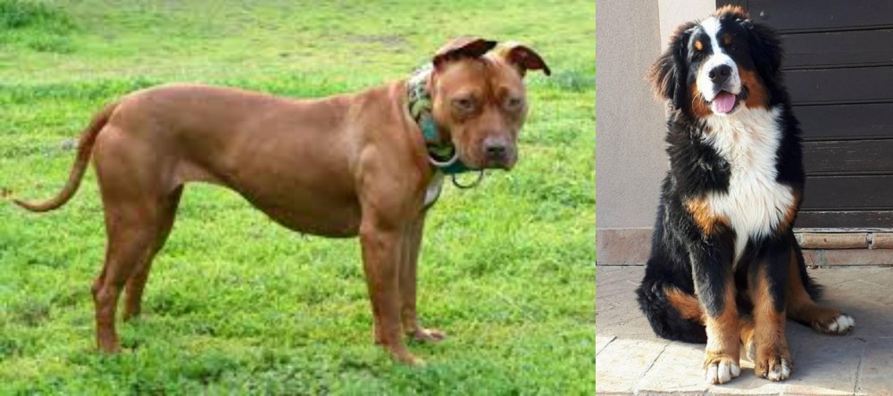 Mountain Burmese vs American Pit Bull Terrier - Breed Comparison
