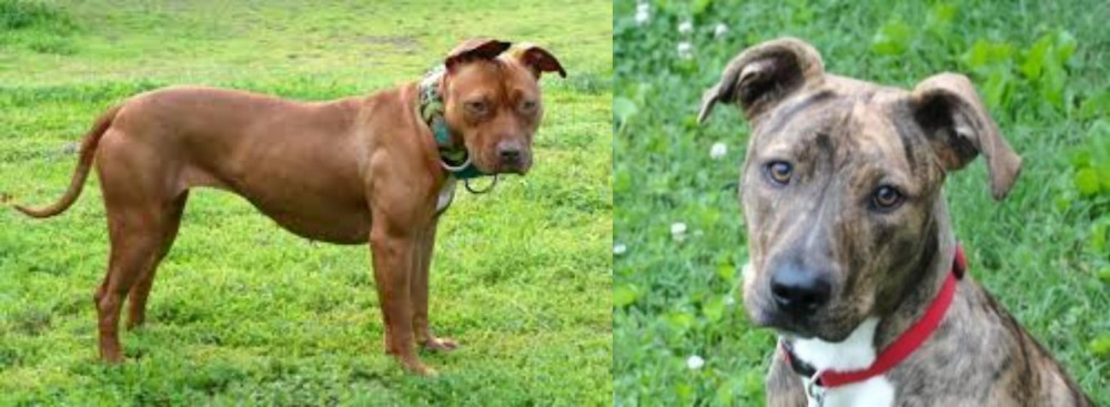 Mountain Cur vs American Pit Bull Terrier - Breed Comparison