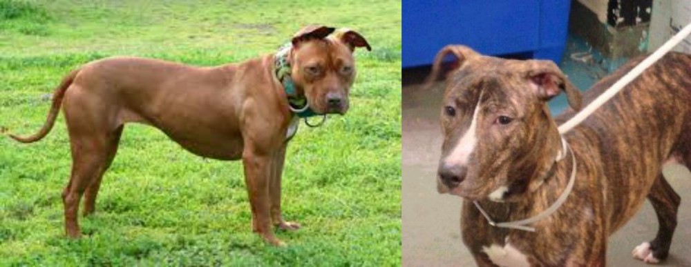 Mountain View Cur vs American Pit Bull Terrier - Breed Comparison