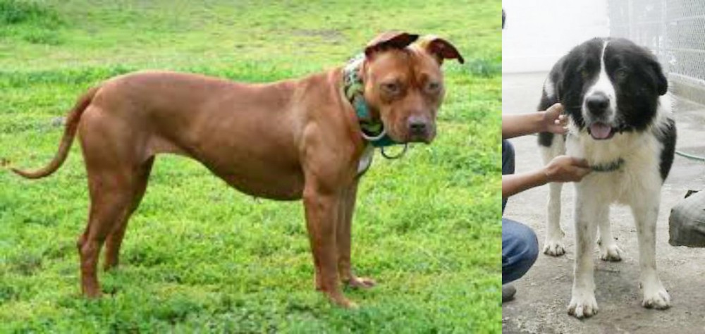 Mucuchies vs American Pit Bull Terrier - Breed Comparison