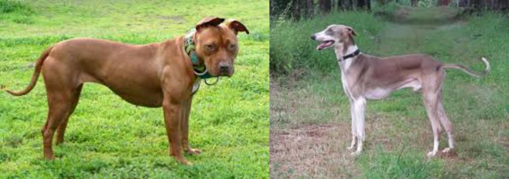 Mudhol Hound vs American Pit Bull Terrier - Breed Comparison