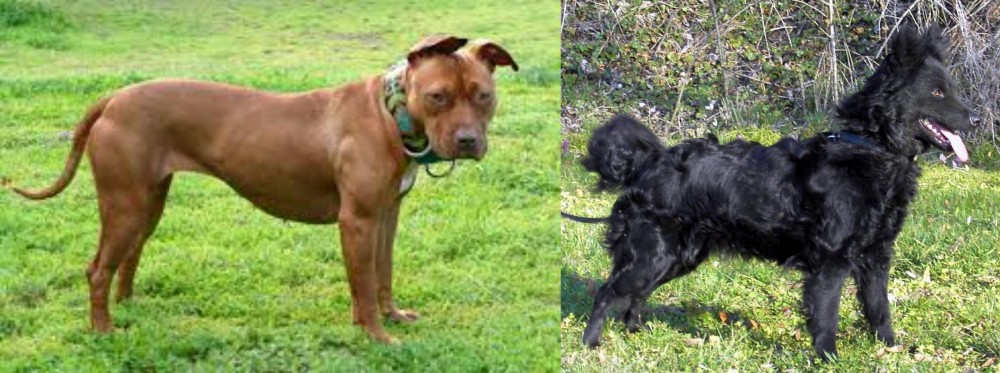 Mudi vs American Pit Bull Terrier - Breed Comparison