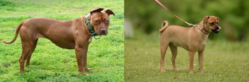 Muggin vs American Pit Bull Terrier - Breed Comparison