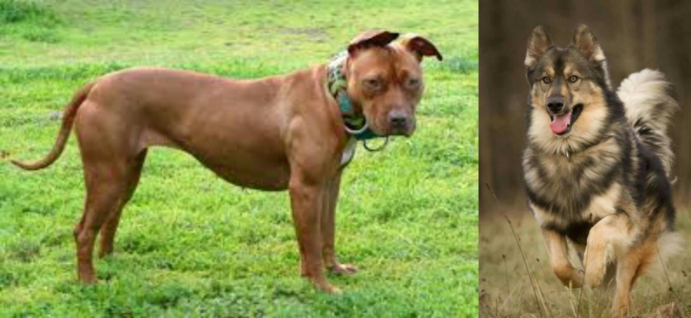 Native American Indian Dog vs American Pit Bull Terrier - Breed Comparison