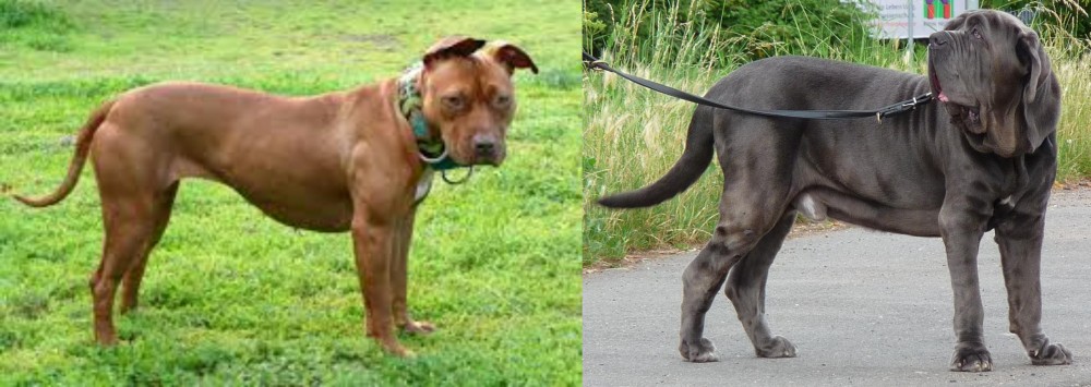 Neapolitan Mastiff vs American Pit Bull Terrier - Breed Comparison