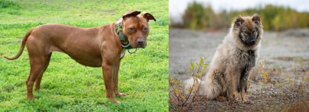Nenets Herding Laika vs American Pit Bull Terrier - Breed Comparison