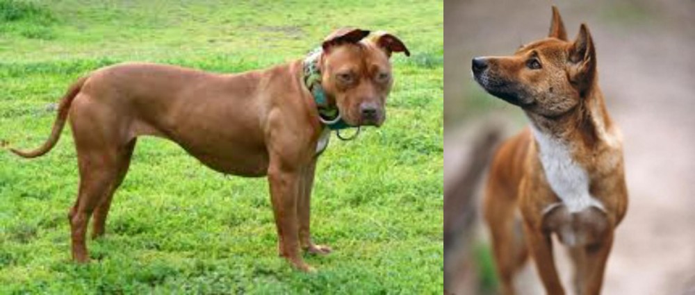 New Guinea Singing Dog vs American Pit Bull Terrier - Breed Comparison