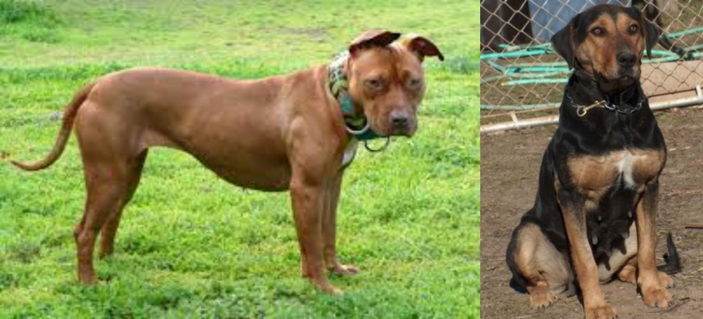 New Zealand Huntaway vs American Pit Bull Terrier - Breed Comparison