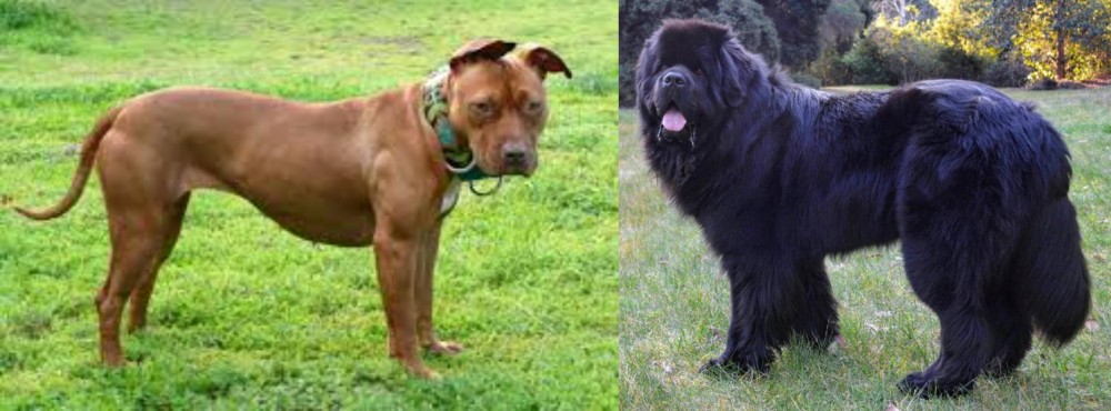 Newfoundland Dog vs American Pit Bull Terrier - Breed Comparison