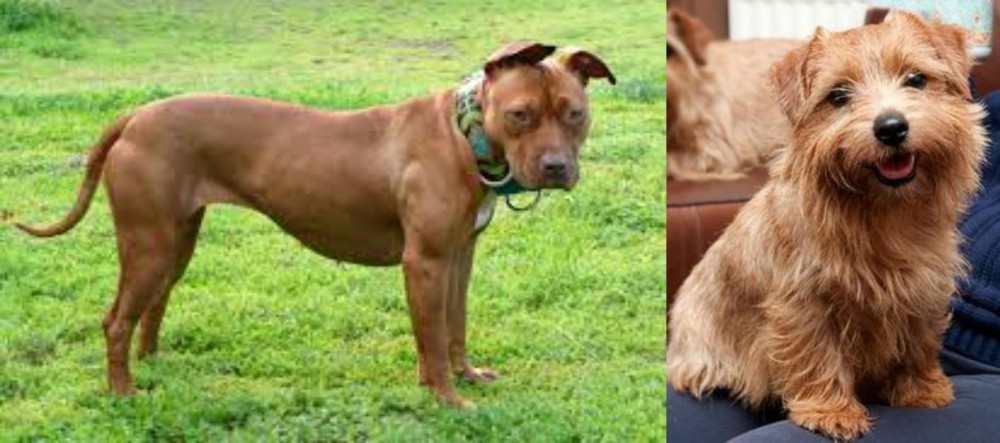Norfolk Terrier vs American Pit Bull Terrier - Breed Comparison