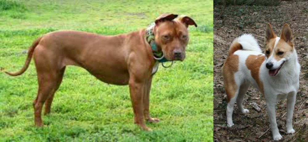 Norrbottenspets vs American Pit Bull Terrier - Breed Comparison