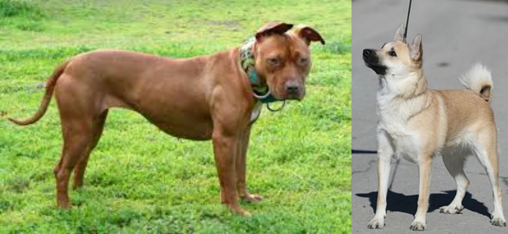 Norwegian Buhund vs American Pit Bull Terrier - Breed Comparison