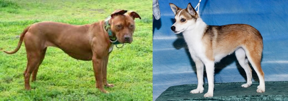 Norwegian Lundehund vs American Pit Bull Terrier - Breed Comparison