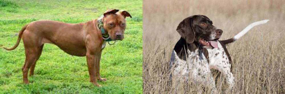Old Danish Pointer vs American Pit Bull Terrier - Breed Comparison