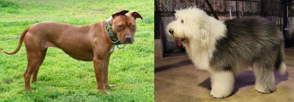 Old English Sheepdog vs American Pit Bull Terrier - Breed Comparison