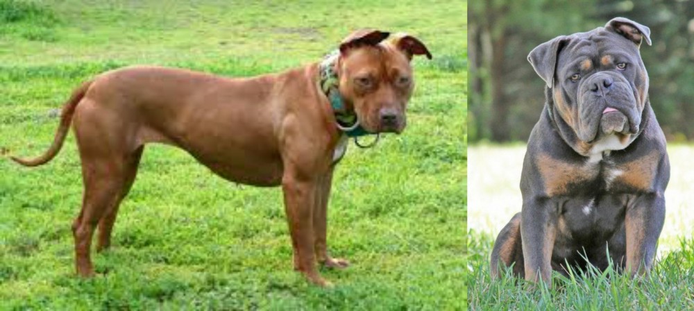 Olde English Bulldogge vs American Pit Bull Terrier - Breed Comparison