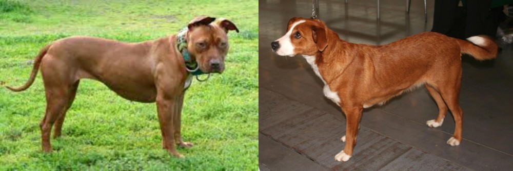 Osterreichischer Kurzhaariger Pinscher vs American Pit Bull Terrier - Breed Comparison