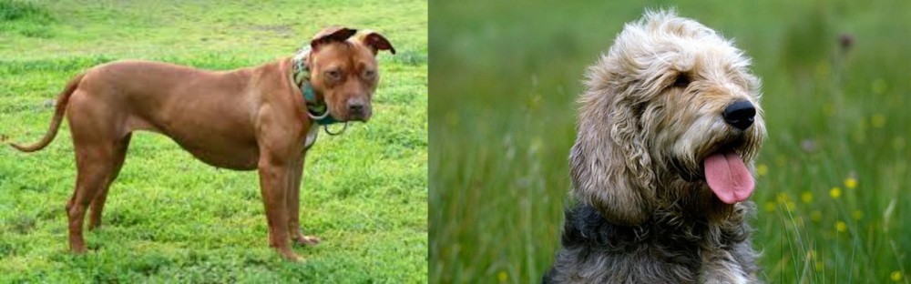 Otterhound vs American Pit Bull Terrier - Breed Comparison