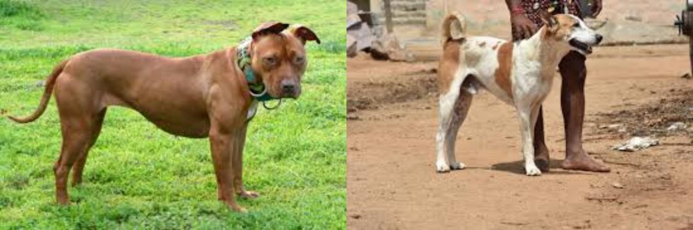 Pandikona vs American Pit Bull Terrier - Breed Comparison