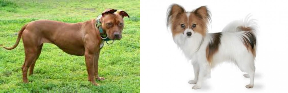 Papillon vs American Pit Bull Terrier - Breed Comparison