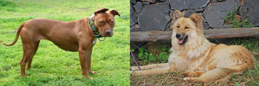 Pastor Garafiano vs American Pit Bull Terrier - Breed Comparison