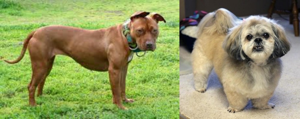 PekePoo vs American Pit Bull Terrier - Breed Comparison