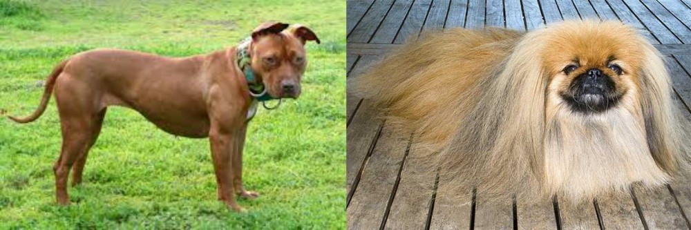 Pekingese vs American Pit Bull Terrier - Breed Comparison