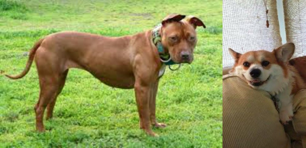 Pembroke Welsh Corgi vs American Pit Bull Terrier - Breed Comparison
