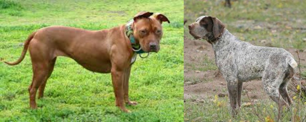 Perdiguero de Burgos vs American Pit Bull Terrier - Breed Comparison