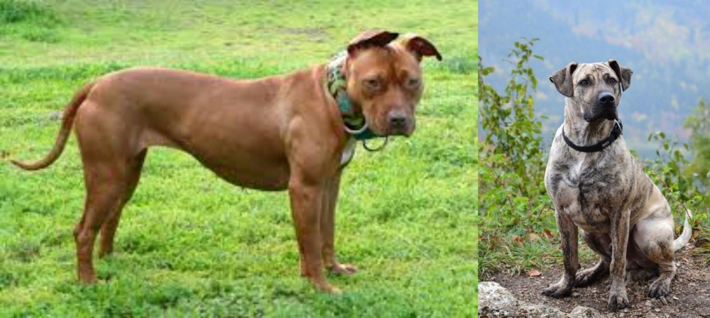 Perro Cimarron vs American Pit Bull Terrier - Breed Comparison