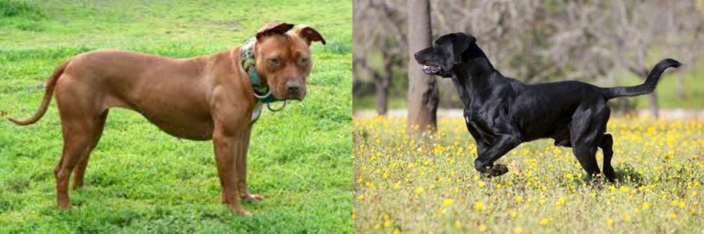 Perro de Pastor Mallorquin vs American Pit Bull Terrier - Breed Comparison
