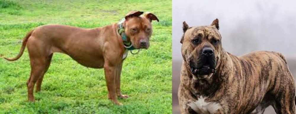 Perro de Presa Canario vs American Pit Bull Terrier - Breed Comparison