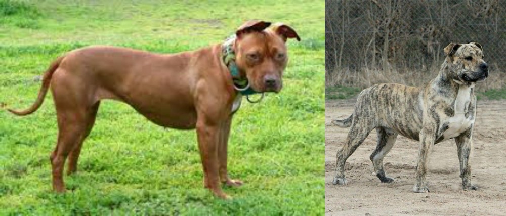 Perro de Presa Mallorquin vs American Pit Bull Terrier - Breed Comparison
