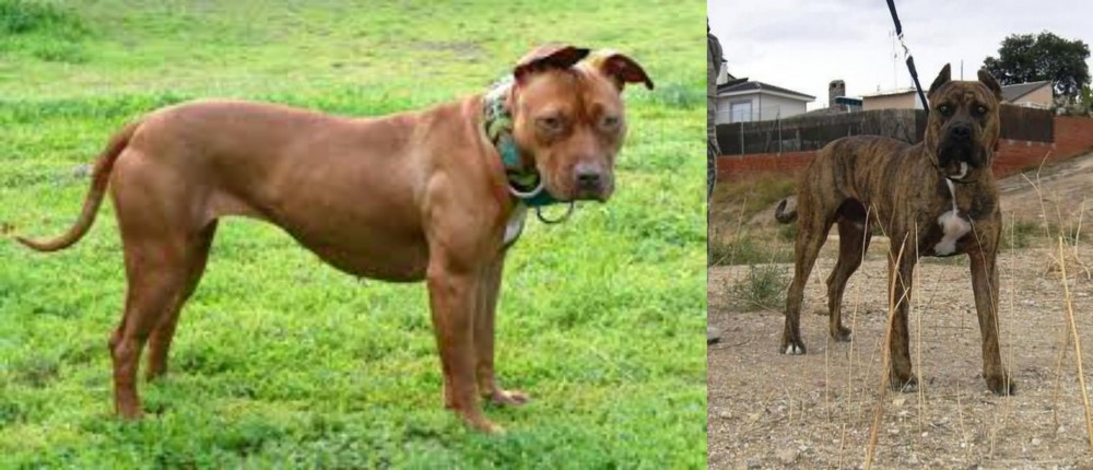 Perro de Toro vs American Pit Bull Terrier - Breed Comparison