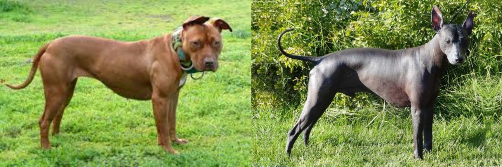 Peruvian Hairless vs American Pit Bull Terrier - Breed Comparison