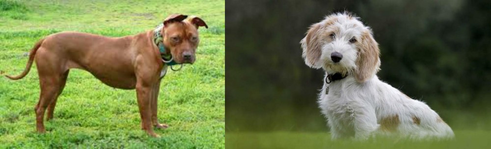 Petit Basset Griffon Vendeen vs American Pit Bull Terrier - Breed Comparison