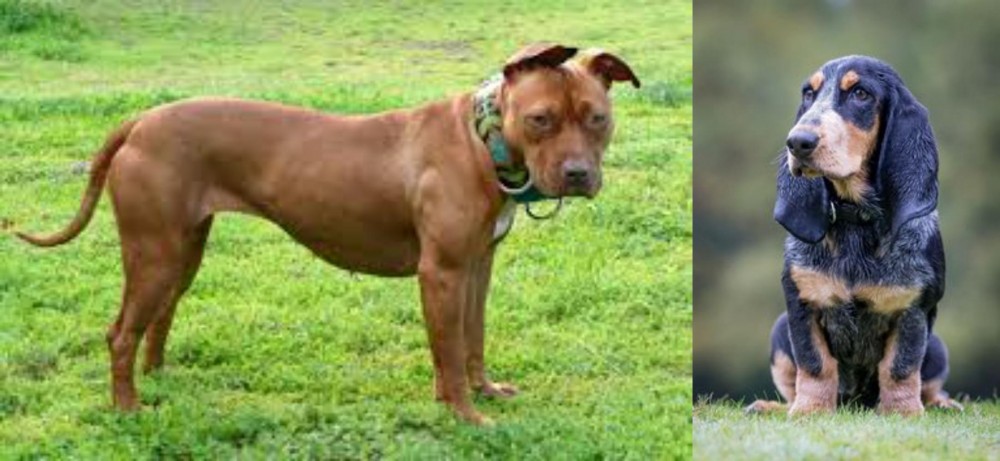 Petit Bleu de Gascogne vs American Pit Bull Terrier - Breed Comparison