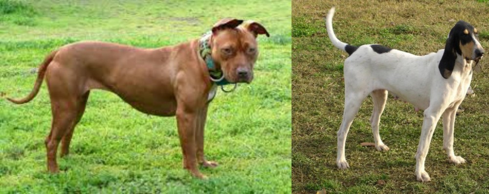 Petit Gascon Saintongeois vs American Pit Bull Terrier - Breed Comparison