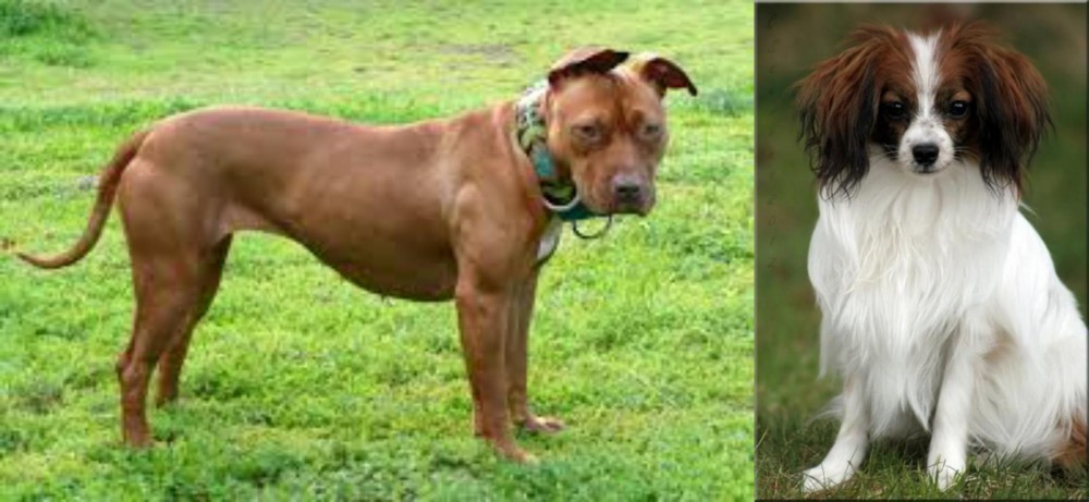 Phalene vs American Pit Bull Terrier - Breed Comparison