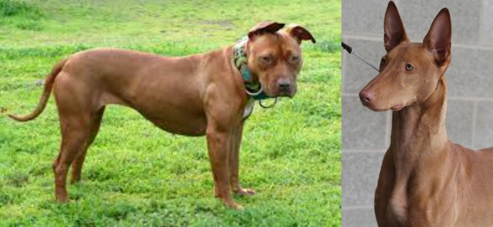 Pharaoh Hound vs American Pit Bull Terrier - Breed Comparison
