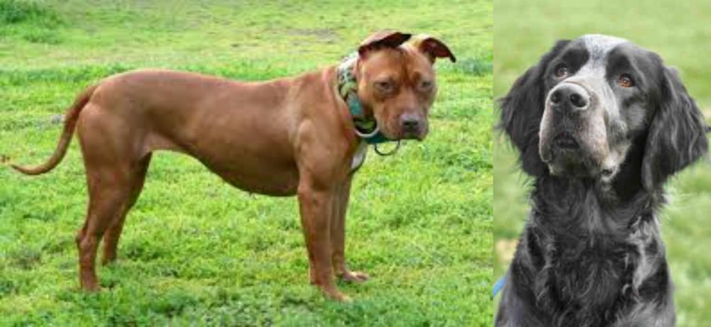 Picardy Spaniel vs American Pit Bull Terrier - Breed Comparison