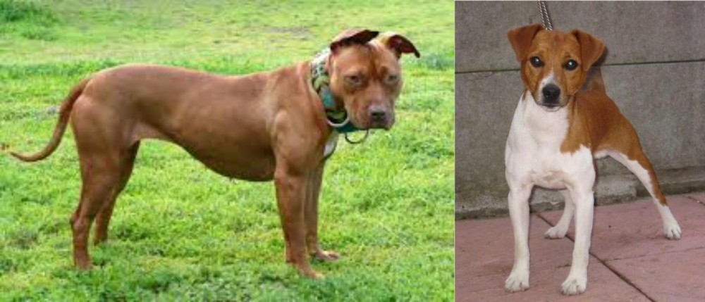 Plummer Terrier vs American Pit Bull Terrier - Breed Comparison