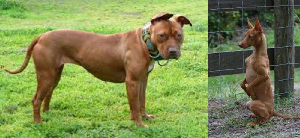 Podenco Andaluz vs American Pit Bull Terrier - Breed Comparison